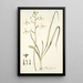 Albuca flaccida - Nikolaus Joseph Freiherr von Jacquin — framed artwork on a wall