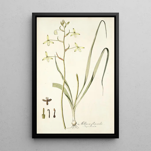 Albuca flaccida - Nikolaus Joseph Freiherr von Jacquin — framed artwork on a wall