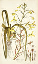 Albuca major - Nikolaus Joseph Freiherr von Jacquin — artwork view