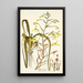 Albuca major - Nikolaus Joseph Freiherr von Jacquin — framed artwork on a wall