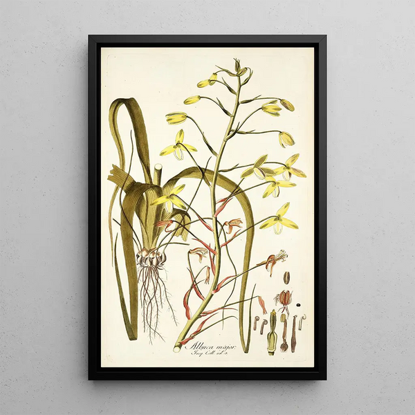 Albuca major - Nikolaus Joseph Freiherr von Jacquin — framed artwork on a wall
