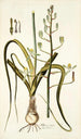 Albuca setosa - Nikolaus Joseph Freiherr von Jacquin — artwork view
