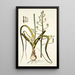 Albuca setosa - Nikolaus Joseph Freiherr von Jacquin — framed artwork on a wall