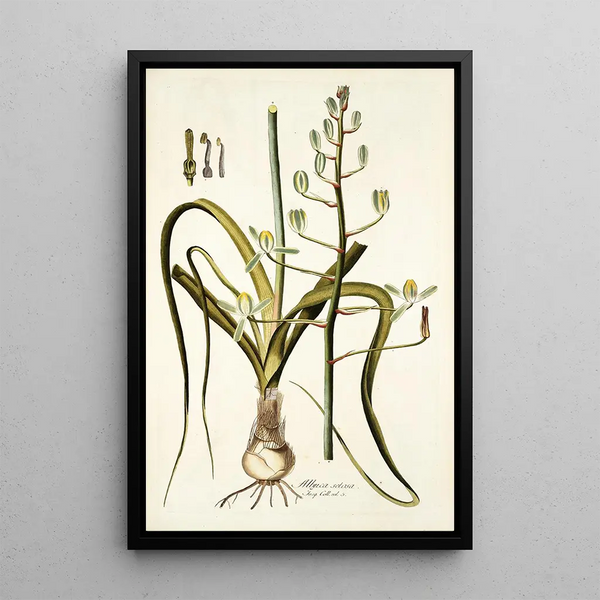 Albuca setosa - Nikolaus Joseph Freiherr von Jacquin — framed artwork on a wall
