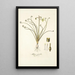 Albuca spiralis - Nikolaus Joseph Freiherr von Jacquin — framed artwork on a wall
