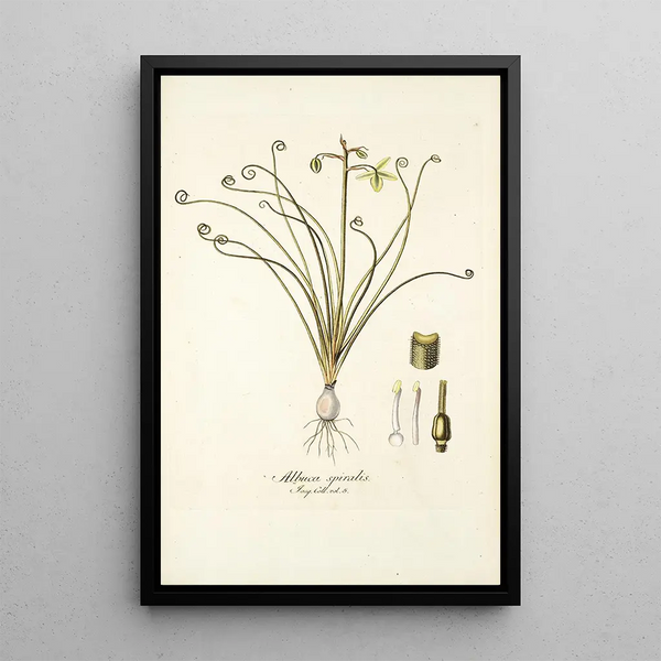 Albuca spiralis - Nikolaus Joseph Freiherr von Jacquin — framed artwork on a wall