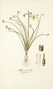 Albuca spiralis - Nikolaus Joseph Freiherr von Jacquin — artwork view