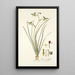 Albuca viridiflora - Nikolaus Joseph Freiherr von Jacquin — framed artwork on a wall