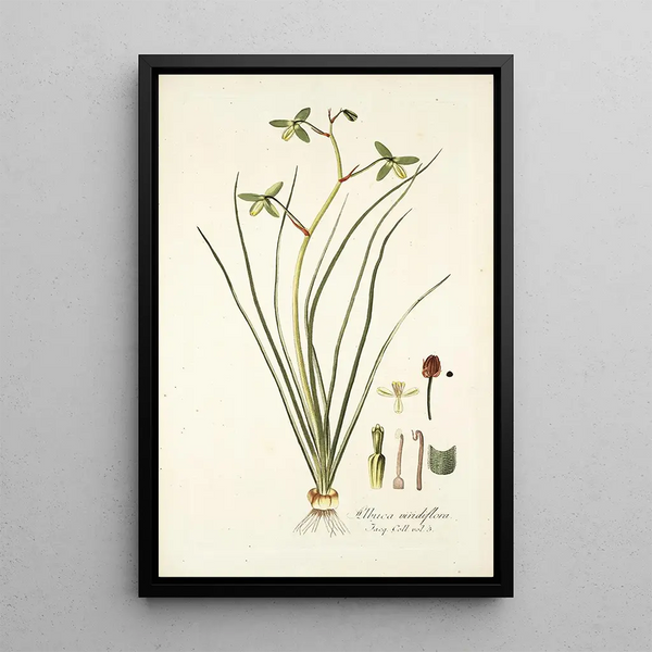Albuca viridiflora - Nikolaus Joseph Freiherr von Jacquin — framed artwork on a wall