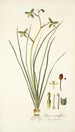 Albuca viridiflora - Nikolaus Joseph Freiherr von Jacquin — artwork view