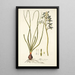 Albuca viscosa - Nikolaus Joseph Freiherr von Jacquin — framed artwork on a wall