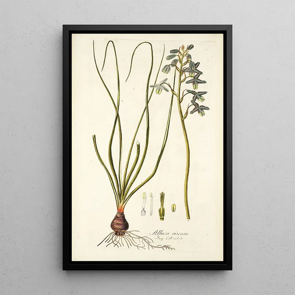 Albuca viscosa - Nikolaus Joseph Freiherr von Jacquin — framed artwork on a wall