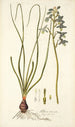 Albuca viscosa - Nikolaus Joseph Freiherr von Jacquin — artwork view
