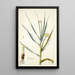 Alium ramosum - Nikolaus Joseph Freiherr von Jacquin — framed artwork on a wall