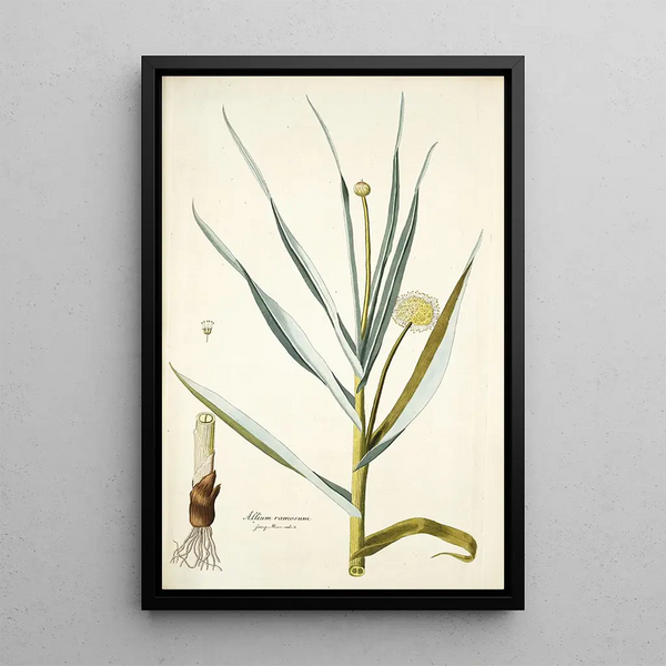 Alium ramosum - Nikolaus Joseph Freiherr von Jacquin — framed artwork on a wall