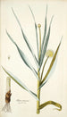 Alium ramosum - Nikolaus Joseph Freiherr von Jacquin — artwork view
