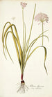 Allium illyricum - Nikolaus Joseph Freiherr von Jacquin — artwork view
