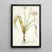 Allium illyricum - Nikolaus Joseph Freiherr von Jacquin — framed artwork on a wall