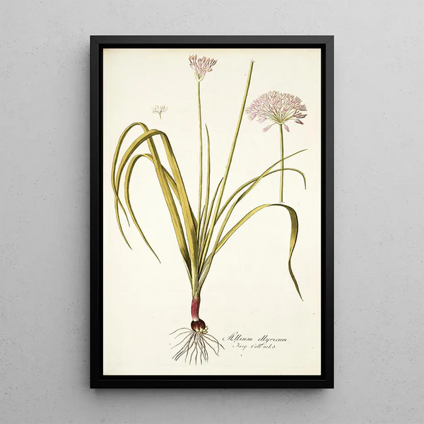 Allium illyricum - Nikolaus Joseph Freiherr von Jacquin — framed artwork on a wall