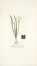 Allium striatum - Nikolaus Joseph Freiherr von Jacquin — artwork view