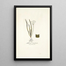 Allium striatum - Nikolaus Joseph Freiherr von Jacquin — framed artwork on a wall