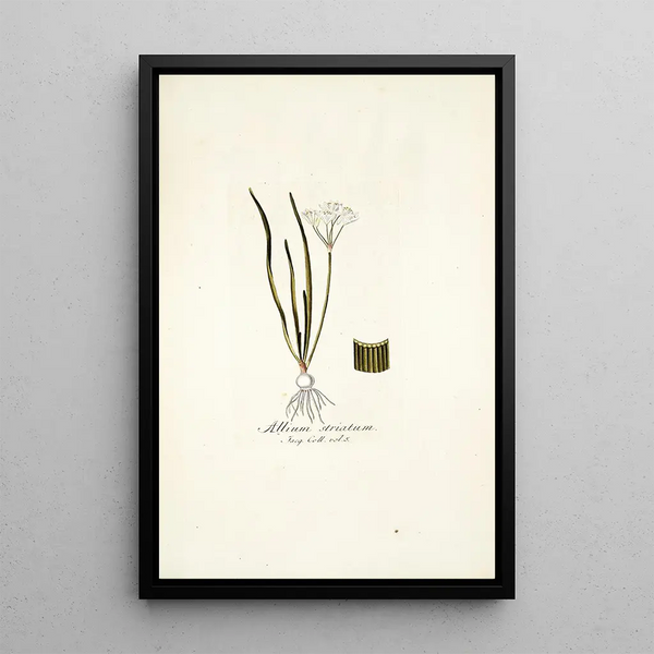 Allium striatum - Nikolaus Joseph Freiherr von Jacquin — framed artwork on a wall