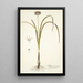Allium suaveolens - Nikolaus Joseph Freiherr von Jacquin — framed artwork on a wall