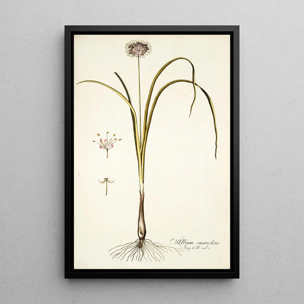 Allium suaveolens - Nikolaus Joseph Freiherr von Jacquin — framed artwork on a wall
