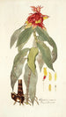 Alpinia comosa - Nikolaus Joseph Freiherr von Jacquin — artwork view