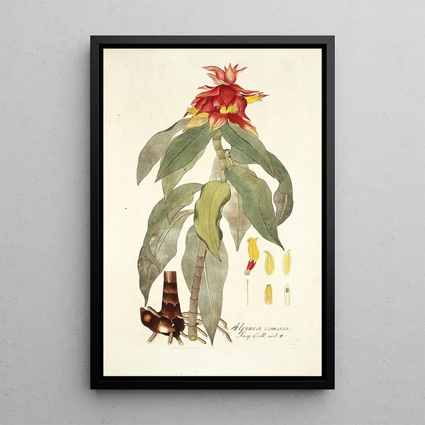 Alpinia comosa - Nikolaus Joseph Freiherr von Jacquin — framed artwork on a wall