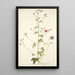 Althaea narbonensis - Nikolaus Joseph Freiherr von Jacquin — framed artwork on a wall