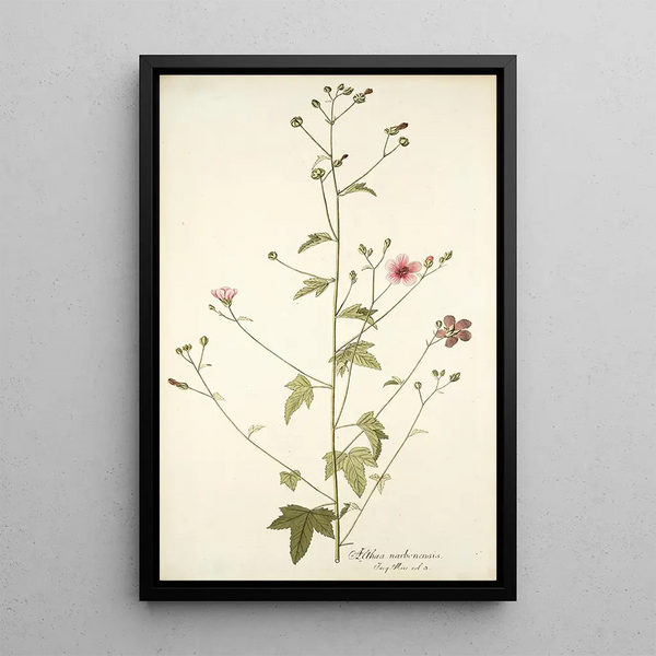 Althaea narbonensis - Nikolaus Joseph Freiherr von Jacquin — framed artwork on a wall