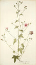 Althaea narbonensis - Nikolaus Joseph Freiherr von Jacquin — artwork view