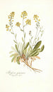 Alyssum gemonense - Nikolaus Joseph Freiherr von Jacquin — artwork view