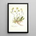 Alyssum gemonense - Nikolaus Joseph Freiherr von Jacquin — framed artwork on a wall