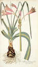 Amaryllis longifolia - Nikolaus Joseph Freiherr von Jacquin — artwork view