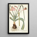 Amaryllis longifolia - Nikolaus Joseph Freiherr von Jacquin — framed artwork on a wall