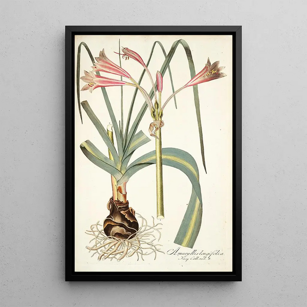 Amaryllis longifolia - Nikolaus Joseph Freiherr von Jacquin — framed artwork on a wall