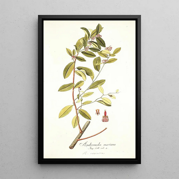 Andromeda coriacea - Nikolaus Joseph Freiherr von Jacquin — framed artwork on a wall