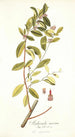 Andromeda coriacea - Nikolaus Joseph Freiherr von Jacquin — artwork view