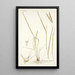Andropogon distachyos - Nikolaus Joseph Freiherr von Jacquin — framed artwork on a wall