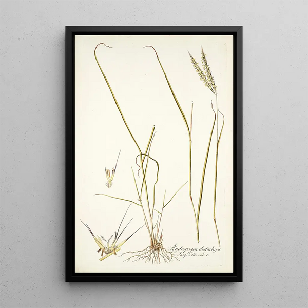 Andropogon distachyos - Nikolaus Joseph Freiherr von Jacquin — framed artwork on a wall