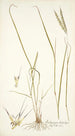 Andropogon distachyos - Nikolaus Joseph Freiherr von Jacquin — artwork view
