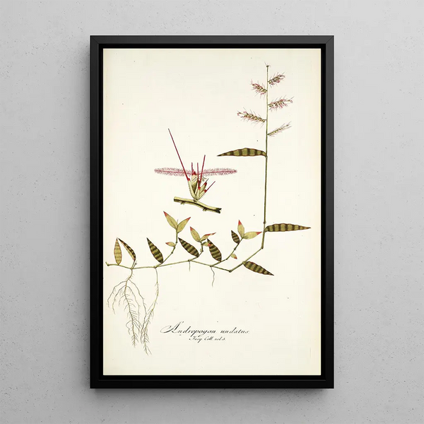 Andropogon undatus - Nikolaus Joseph Freiherr von Jacquin — framed artwork on a wall