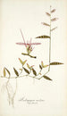 Andropogon undatus - Nikolaus Joseph Freiherr von Jacquin — artwork view