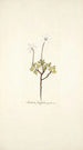 Anemone fragifera - Nikolaus Joseph Freiherr von Jacquin — artwork view