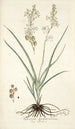 Anthericum bipedunculatum - Nikolaus Joseph Freiherr von Jacquin — artwork view
