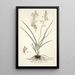 Anthericum bipedunculatum - Nikolaus Joseph Freiherr von Jacquin — framed artwork on a wall