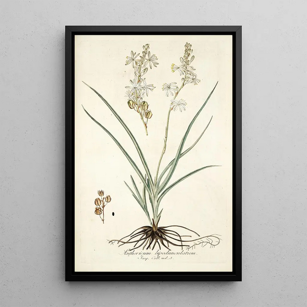 Anthericum bipedunculatum - Nikolaus Joseph Freiherr von Jacquin — framed artwork on a wall