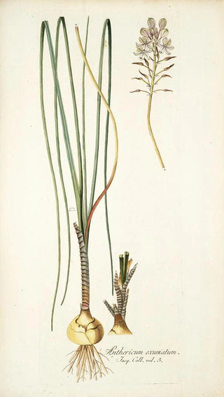 Nikolaus Joseph Freiherr von Jacquin - Anthericum exuviatum.webp
